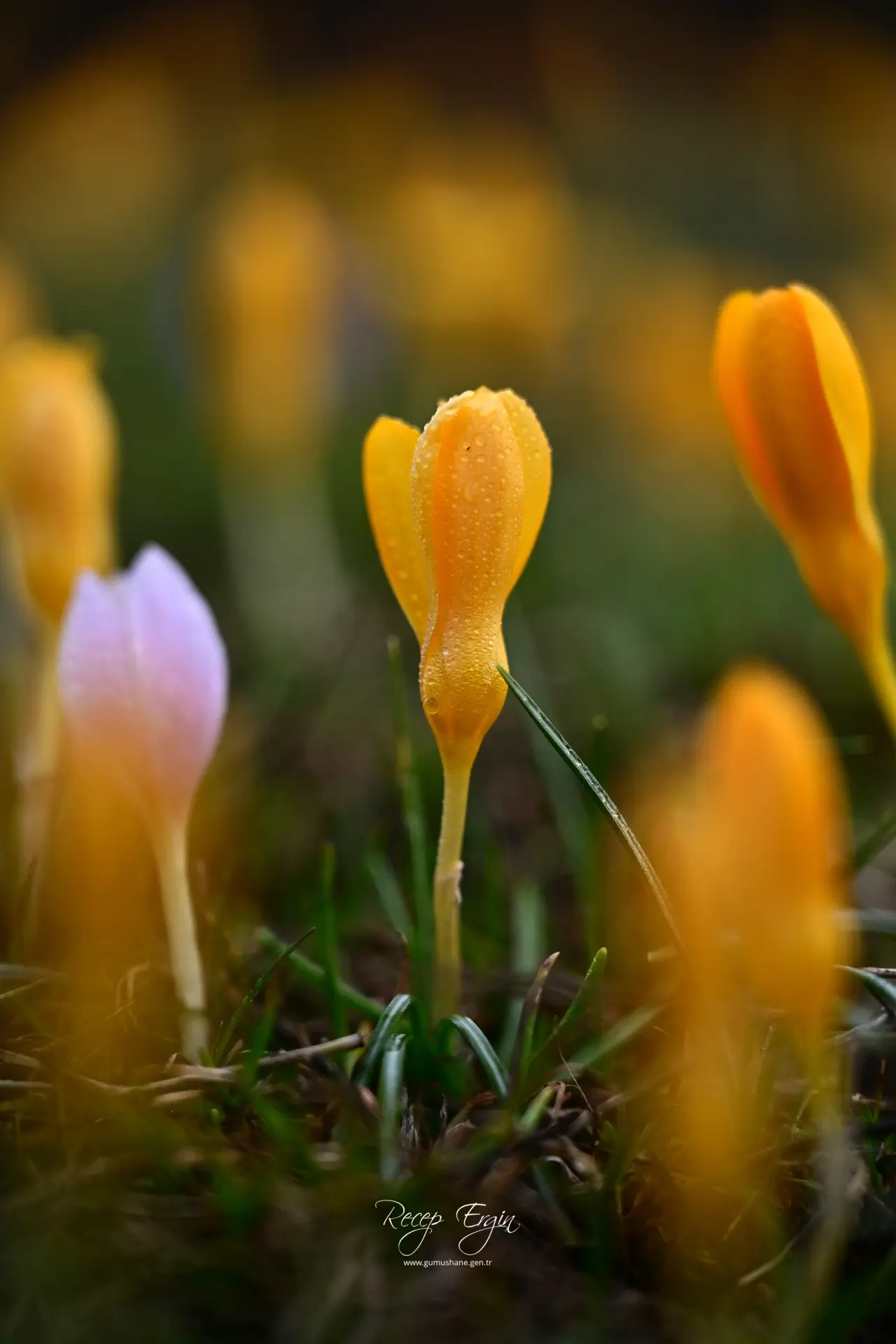 Gümüşhane’de iki mevsim bir arada: Bir yanda kar, bir yanda çiçek 10