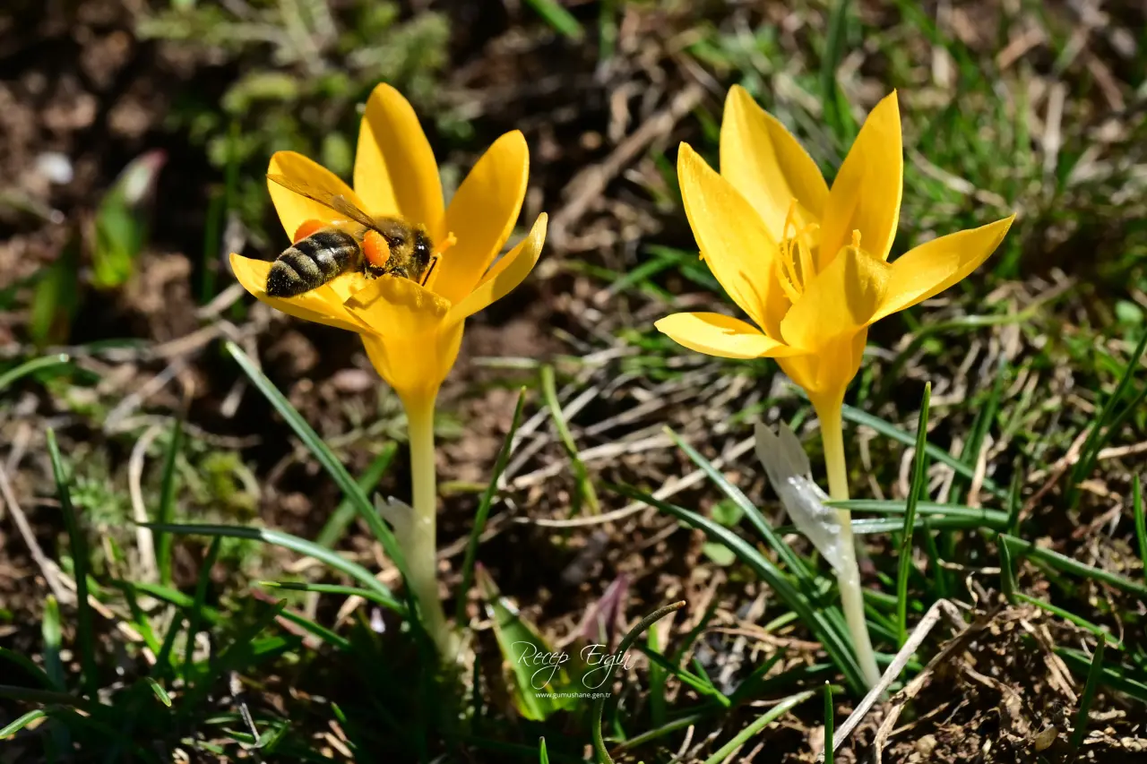 Gümüşhane’de iki mevsim bir arada: Bir yanda kar, bir yanda çiçek 16