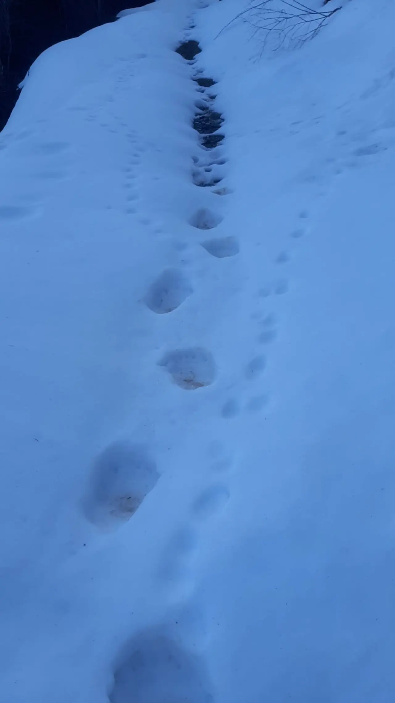 Kış Uykusundan Aç Uyandılar! Gümüşhane'de Yayla Evlerini Paramparça Ettiler 1