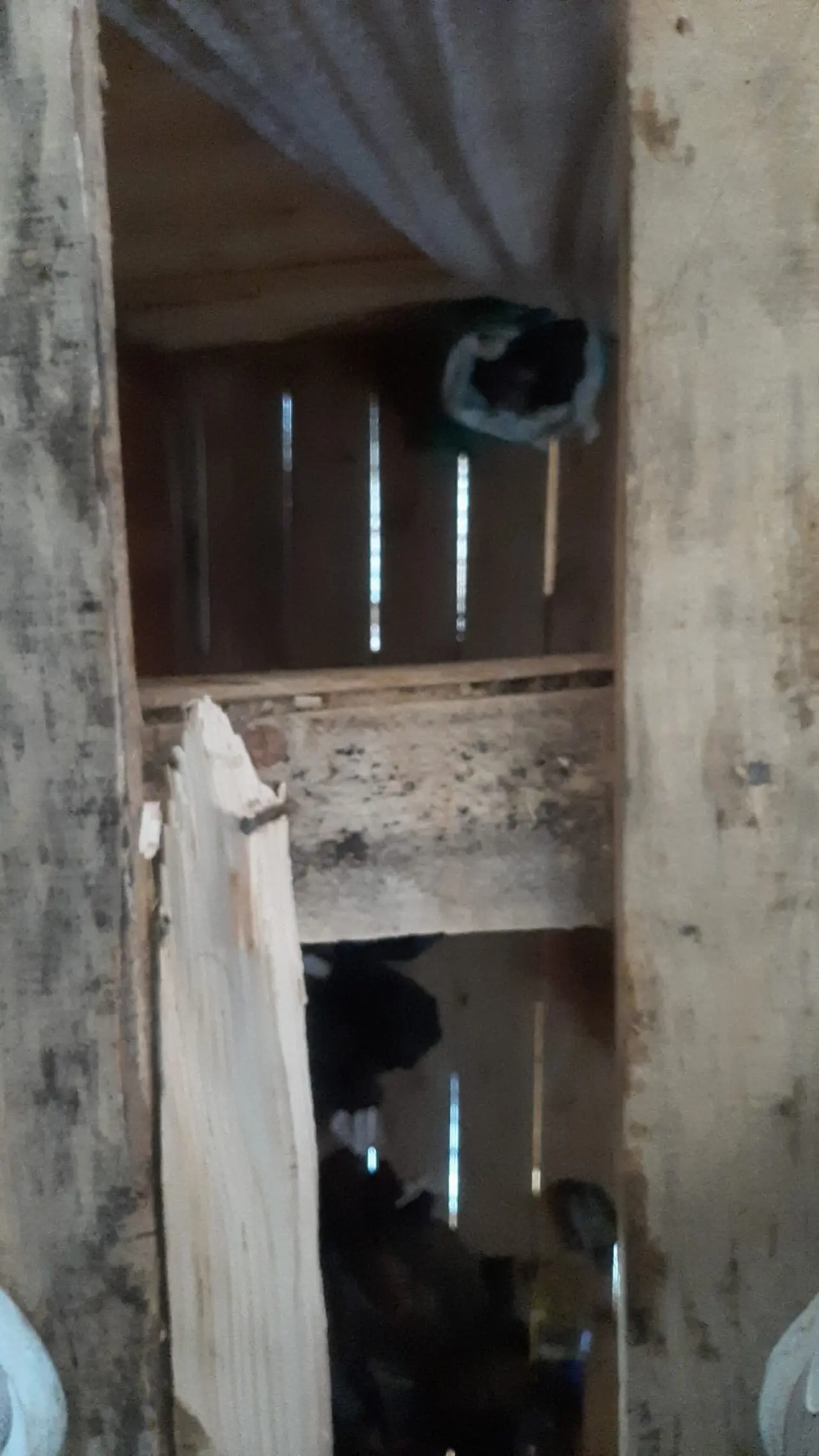 Kış Uykusundan Aç Uyandılar! Gümüşhane'de Yayla Evlerini Paramparça Ettiler 6