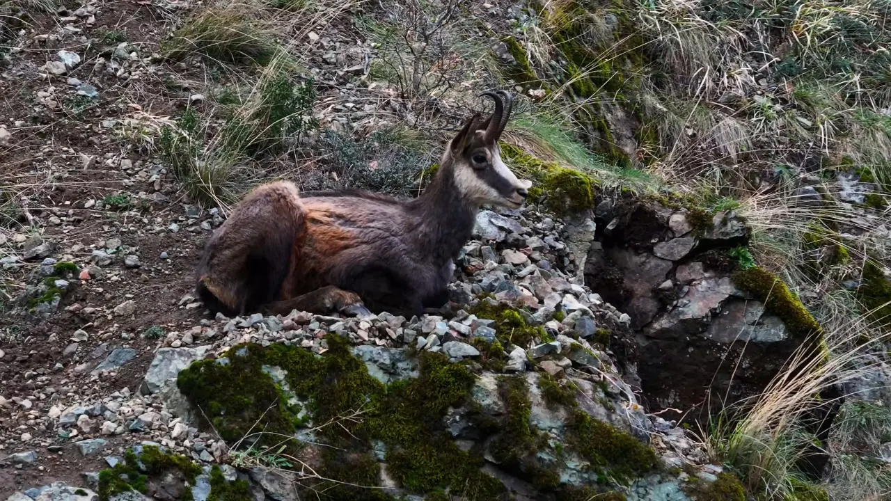 Türkiye’de en düşük rakımda sadece Gümüşhane’de görülüyor! 4