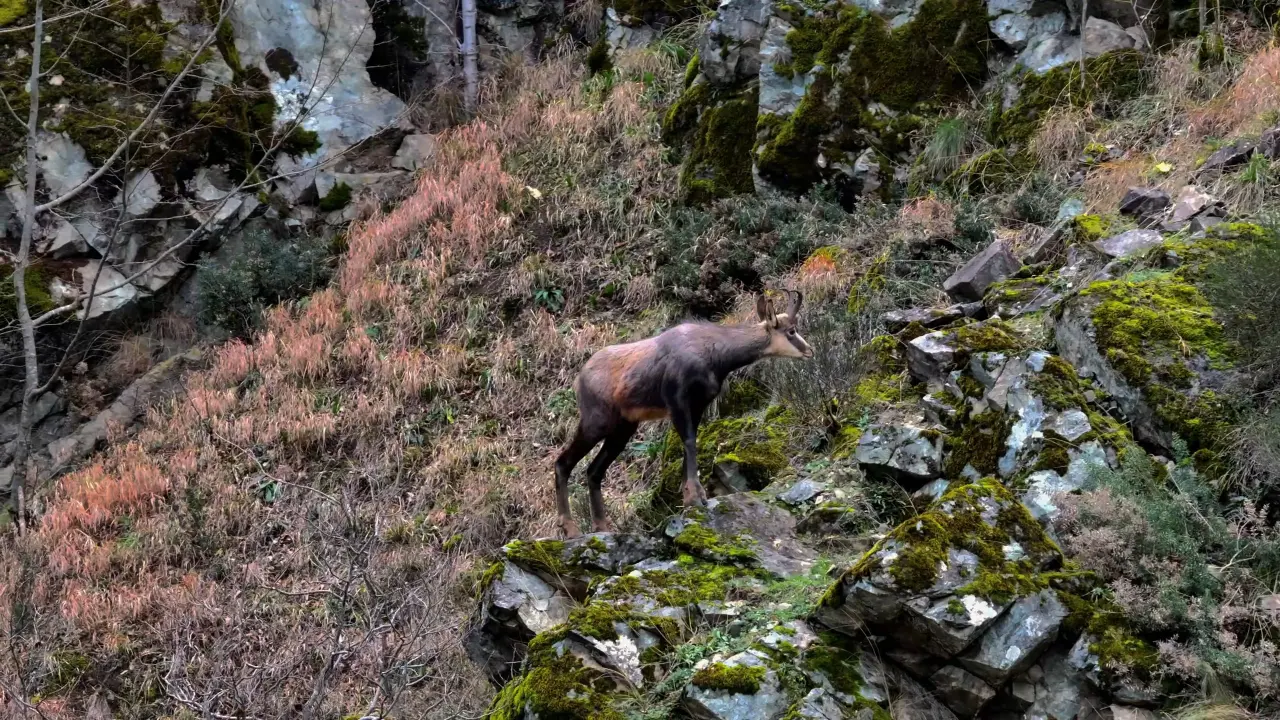 Türkiye’de en düşük rakımda sadece Gümüşhane’de görülüyor! 5