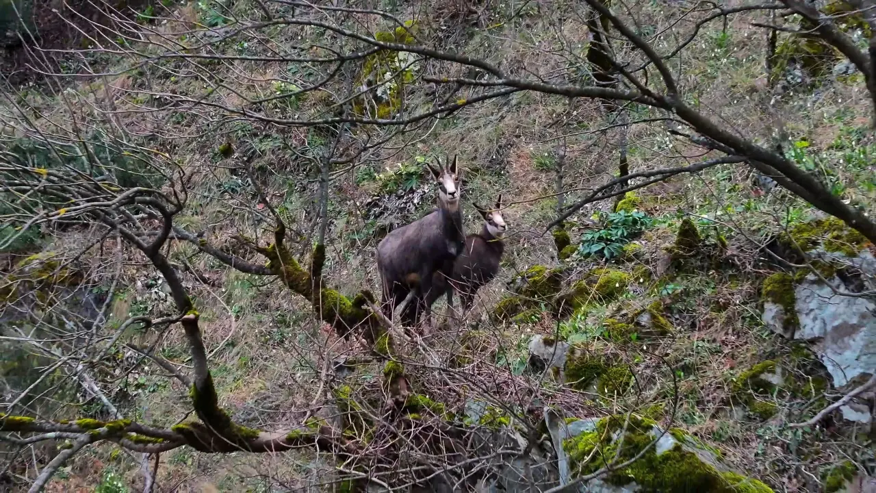 Türkiye’de en düşük rakımda sadece Gümüşhane’de görülüyor! 8