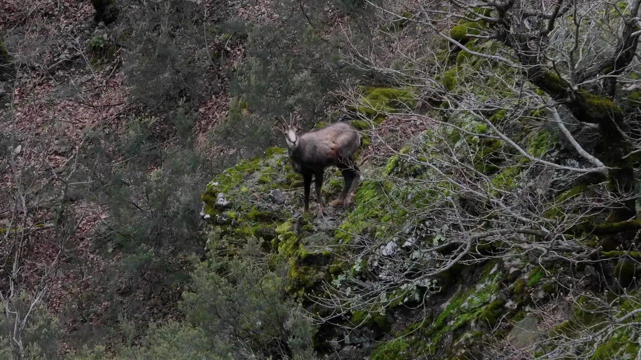 Türkiye’de en düşük rakımda sadece Gümüşhane’de görülüyor! 2