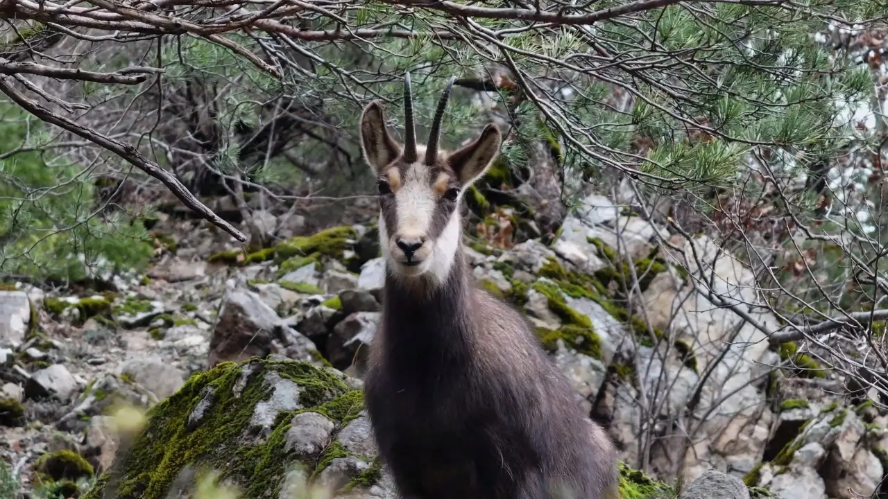 Türkiye’de en düşük rakımda sadece Gümüşhane’de görülüyor! 3