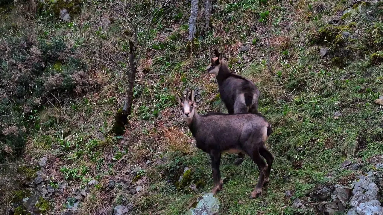 Türkiye’de en düşük rakımda sadece Gümüşhane’de görülüyor! 6