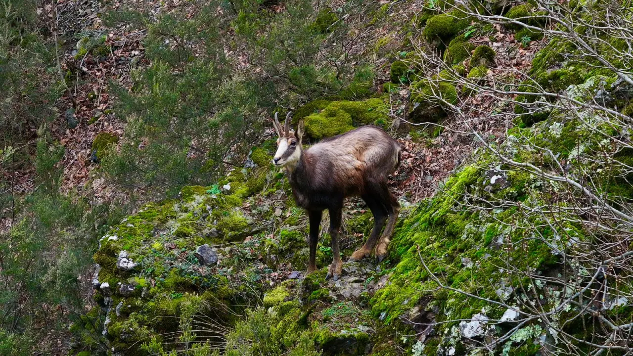 Türkiye’de en düşük rakımda sadece Gümüşhane’de görülüyor! 1