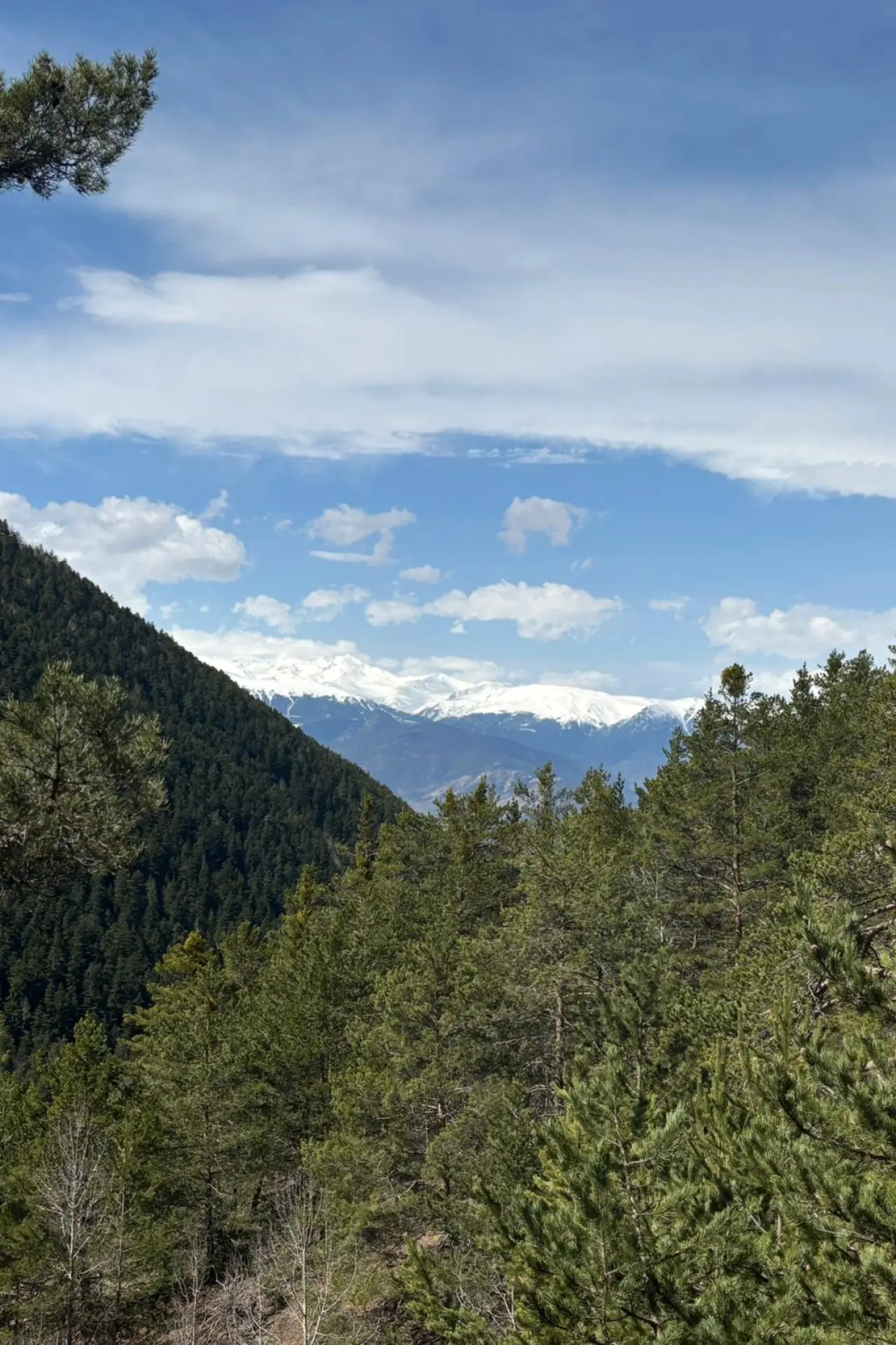 Godanas Ormanlarını 14 kilometre yürüyerek aştılar! 21