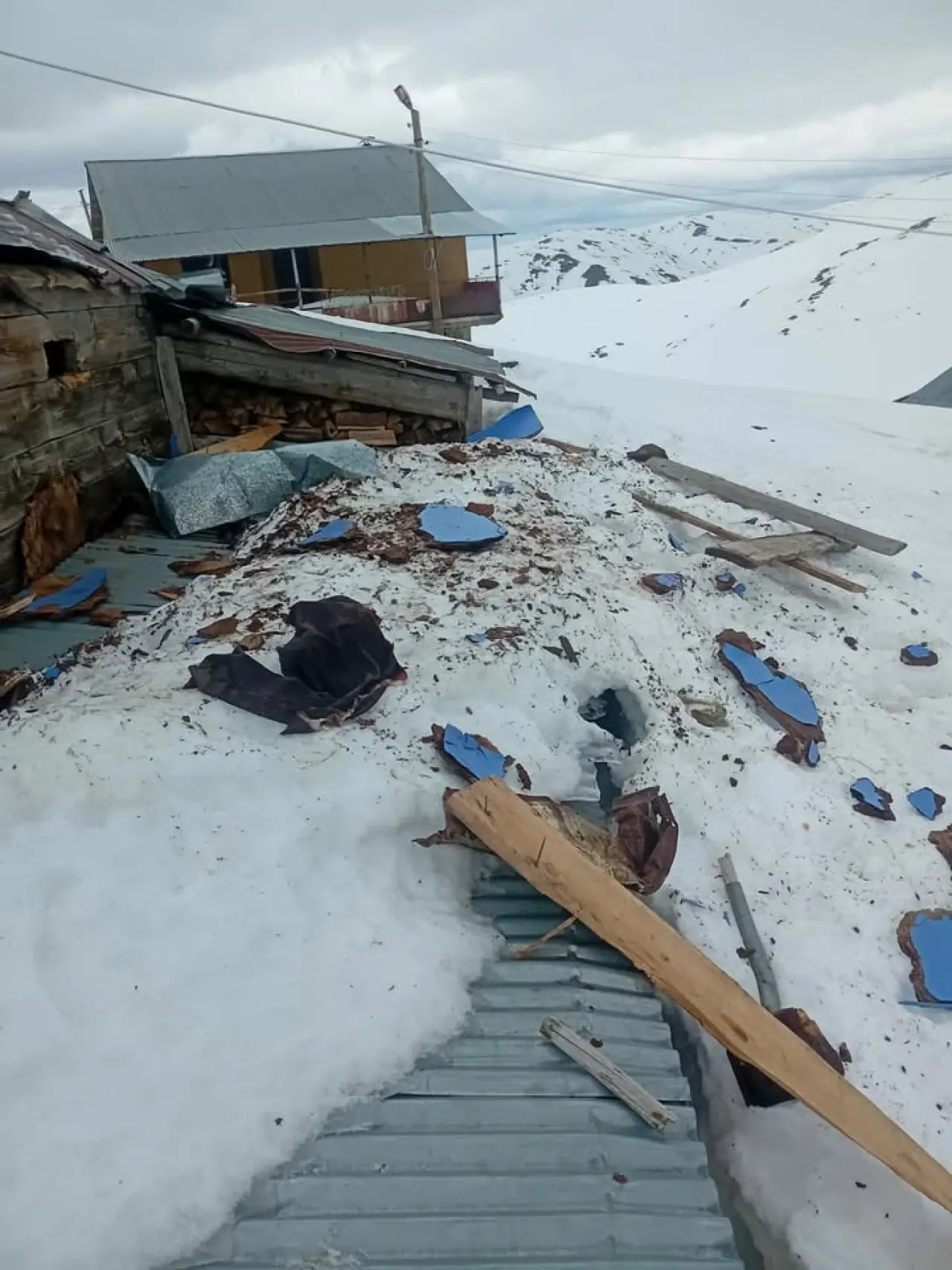 Gümüşhane yaylarında ayı dehşeti devam ediyor 4
