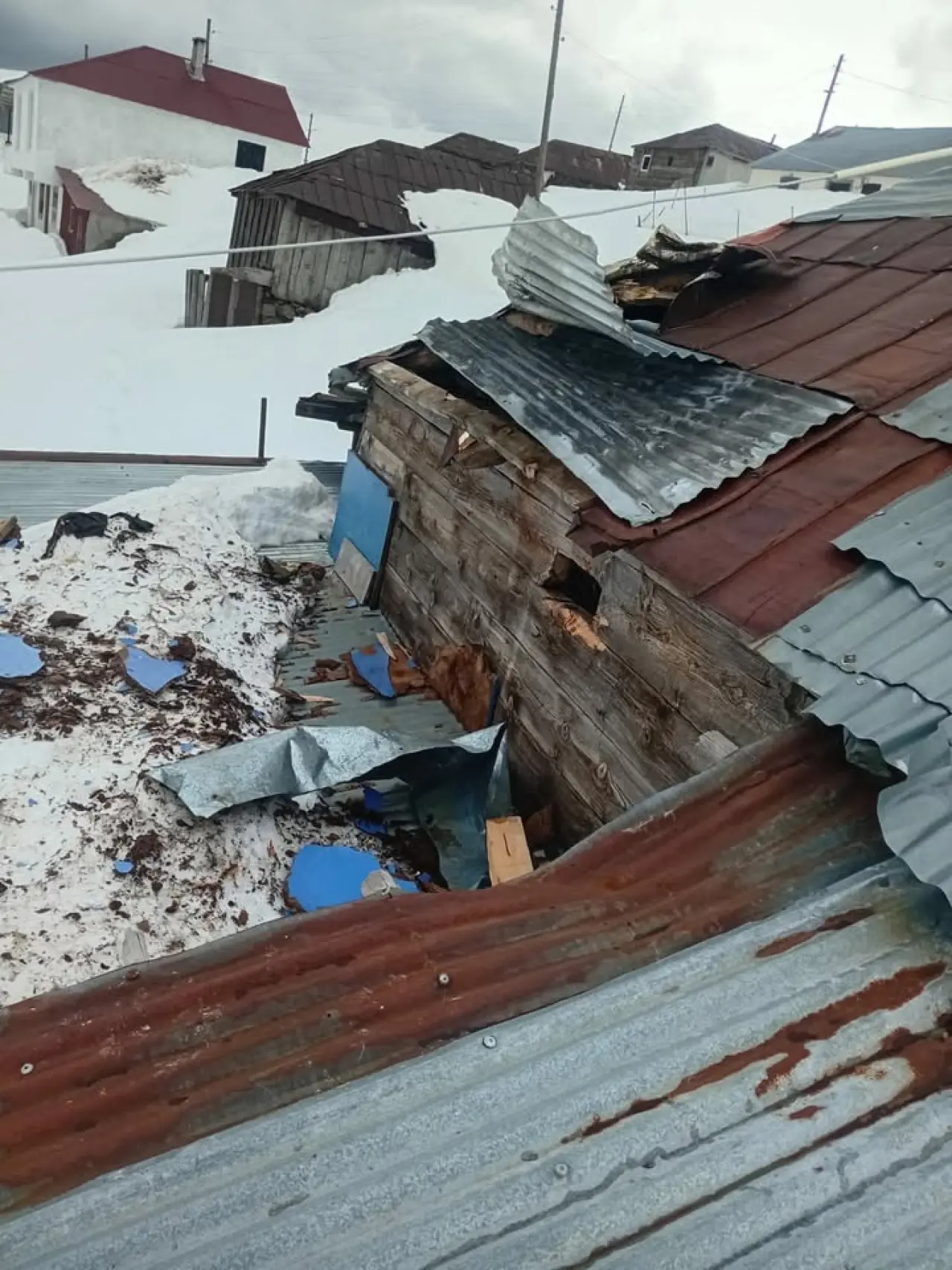 Gümüşhane yaylarında ayı dehşeti devam ediyor 3