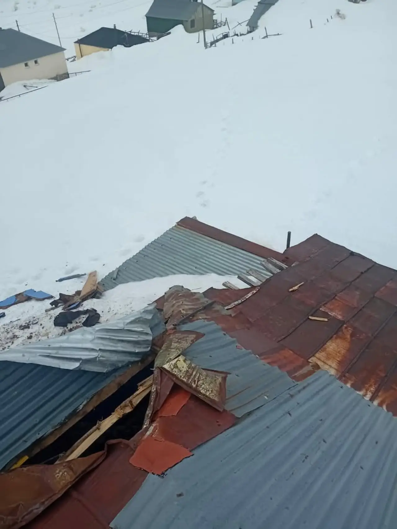 Gümüşhane yaylarında ayı dehşeti devam ediyor 1