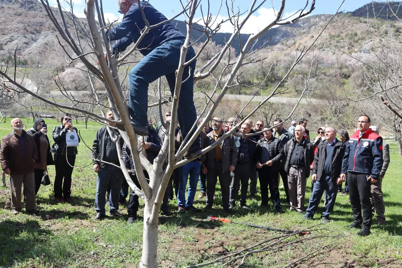 Gümüşhane’de meyve üreticilerine profesyonel budama eğitimi verildi 3