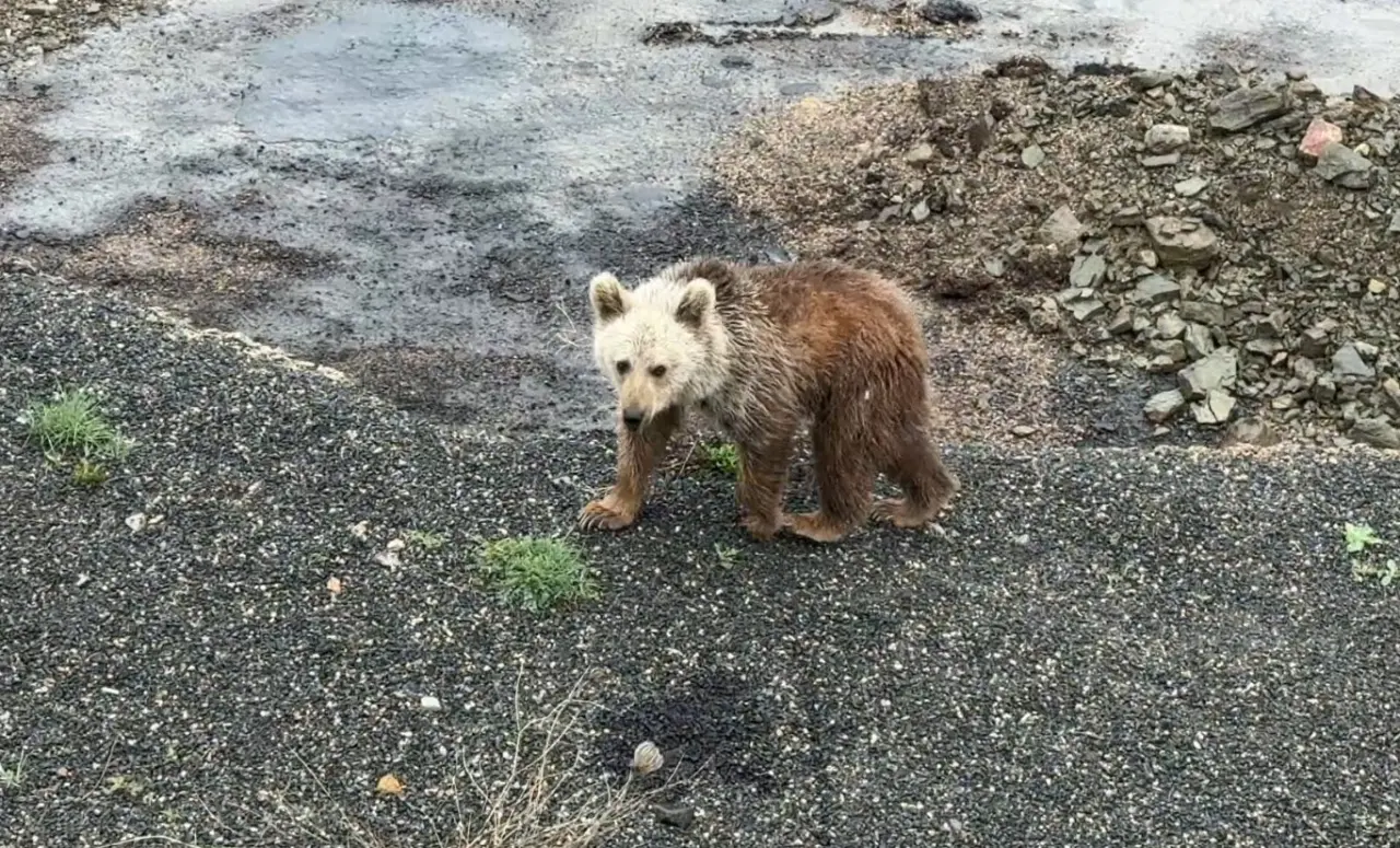 Gümüşhane'de şaşırtan manzara! Vatandaşlar 'Koca Oğlan'ı ekmekle besledi 2