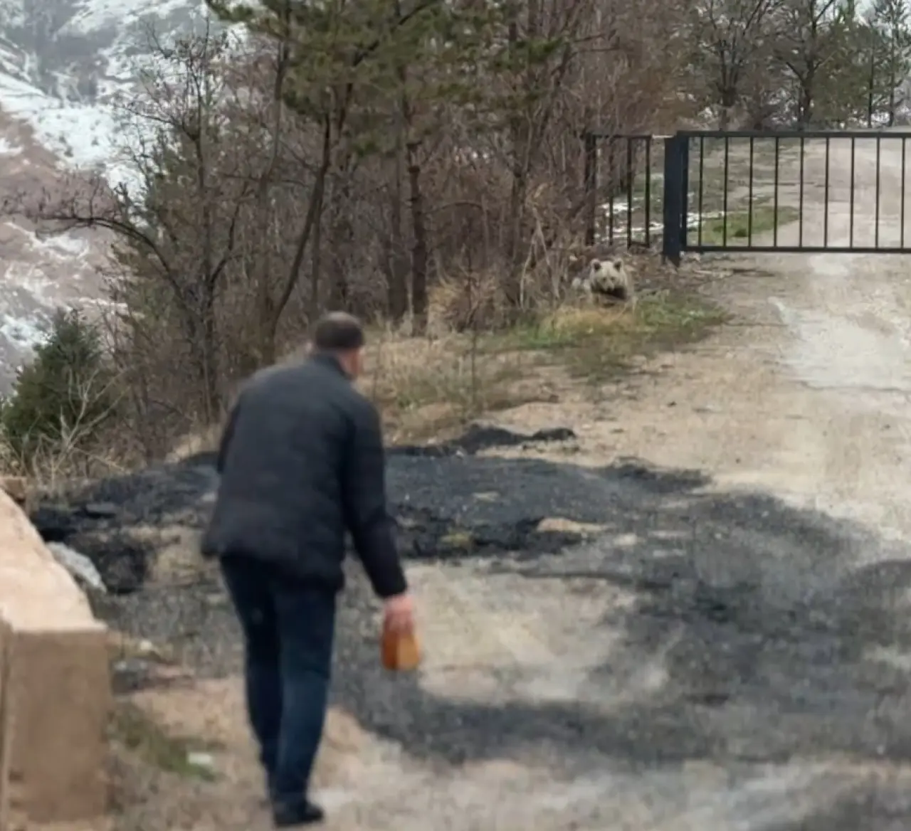 Gümüşhane'de şaşırtan manzara! Vatandaşlar 'Koca Oğlan'ı ekmekle besledi 3