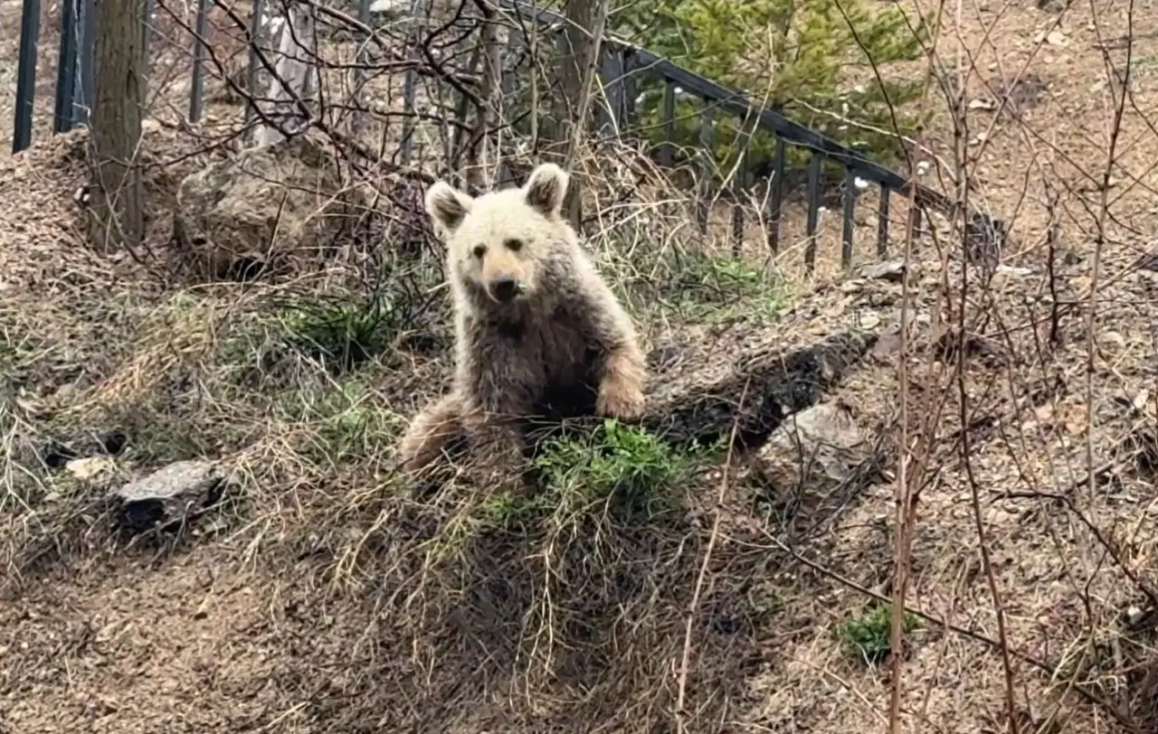 Gümüşhane'de şaşırtan manzara! Vatandaşlar 'Koca Oğlan'ı ekmekle besledi 1