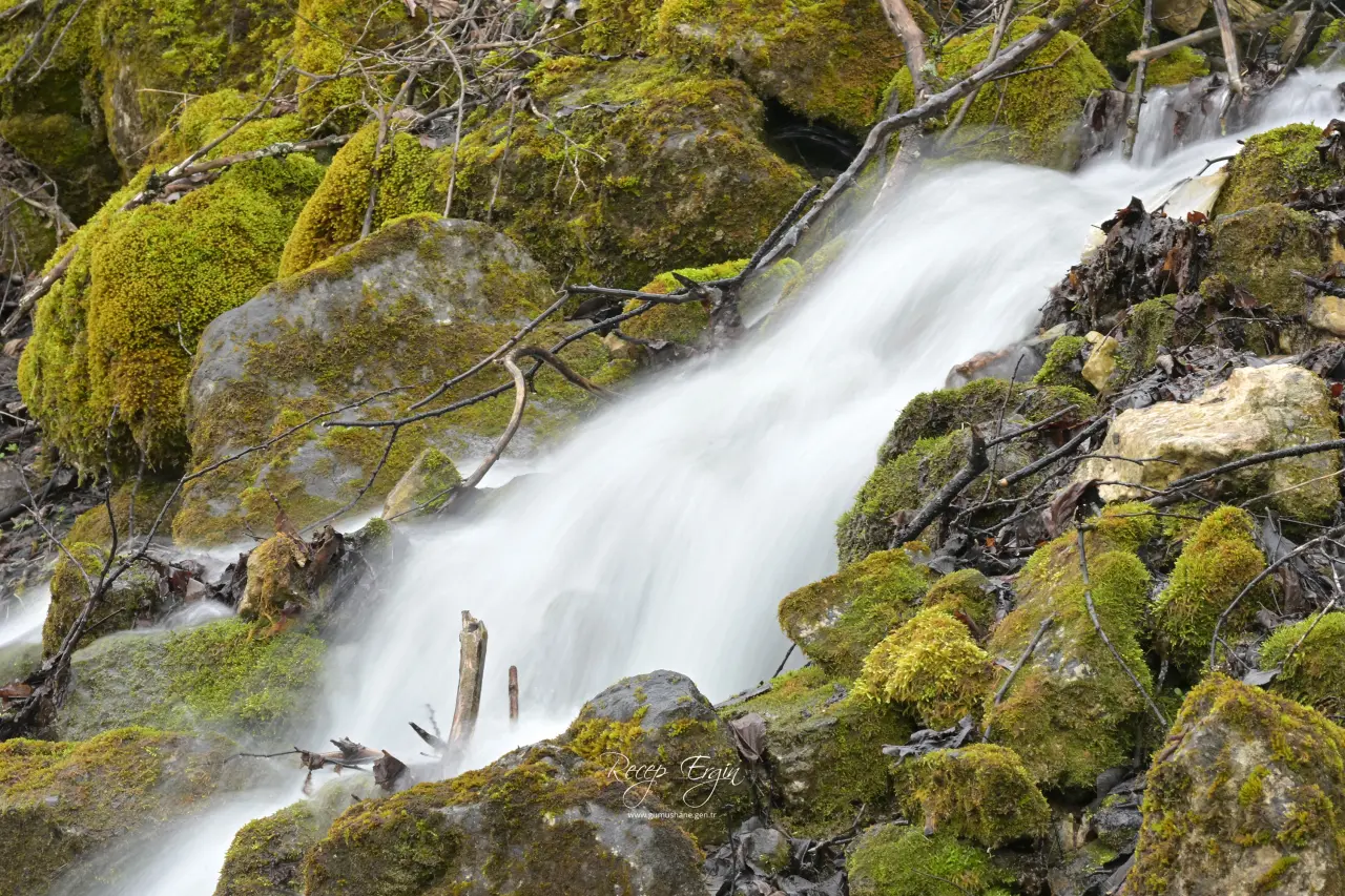 Torul'un Gizemli Su Kaynakları: Gülaçar Köyü’nde Mevsimsel Doğa Olayı 22