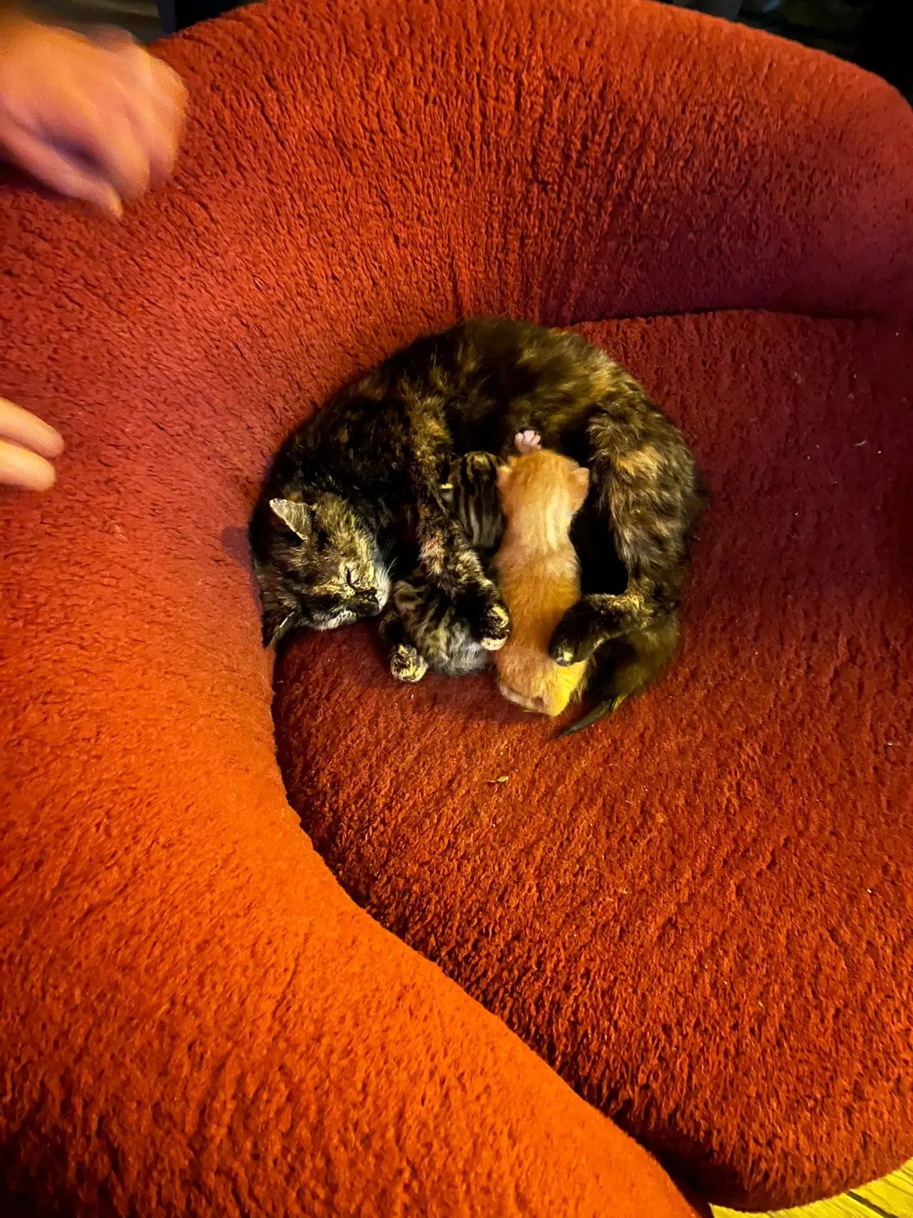 Gümüşhane'de Dere Yatağına Düşen Anne Kedi İçin Seferberlik 1