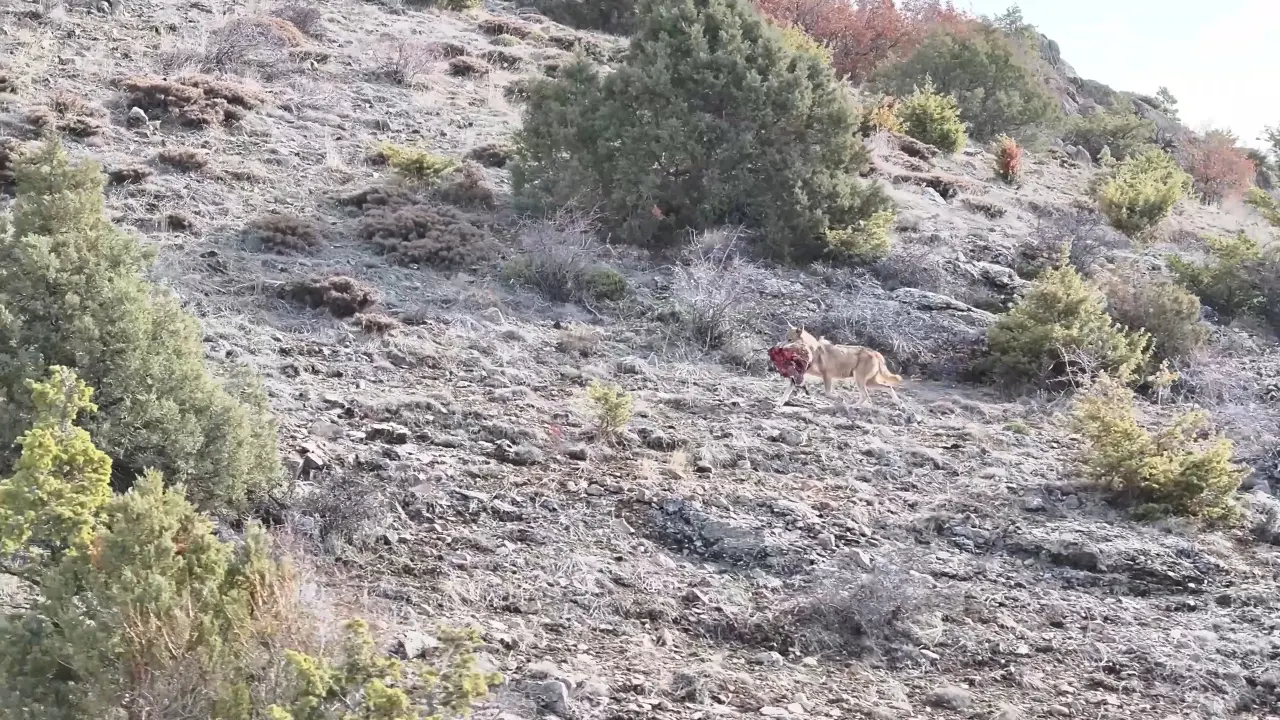 Gümüşhane Dağlarında Nadir Anlar! Kurt Sürüsü Avını Böyle Taşıdı 5