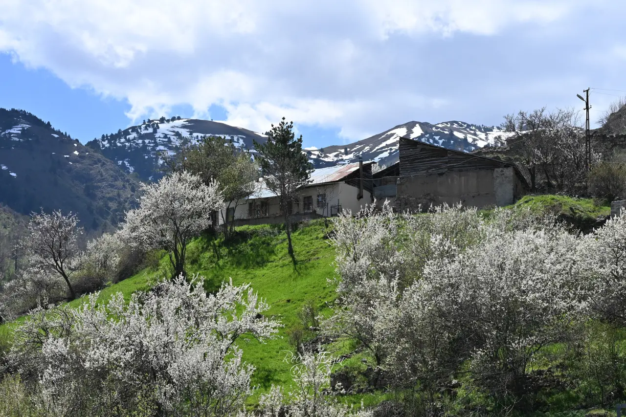 Gümüşhane’nin "Eski Şehri" Süleymaniye baharın renklerine teslim oldu 5