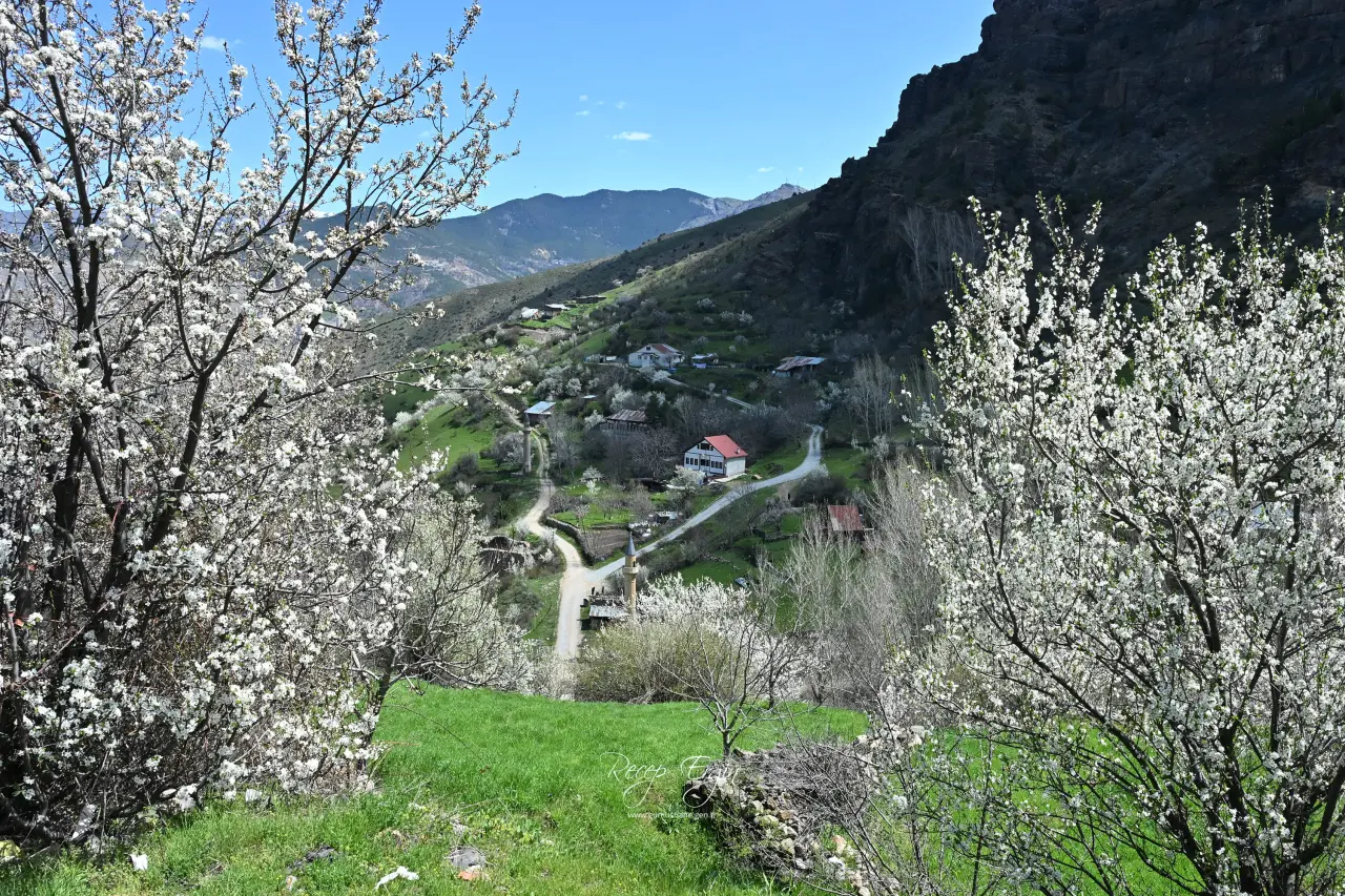 Gümüşhane’nin "Eski Şehri" Süleymaniye baharın renklerine teslim oldu 4