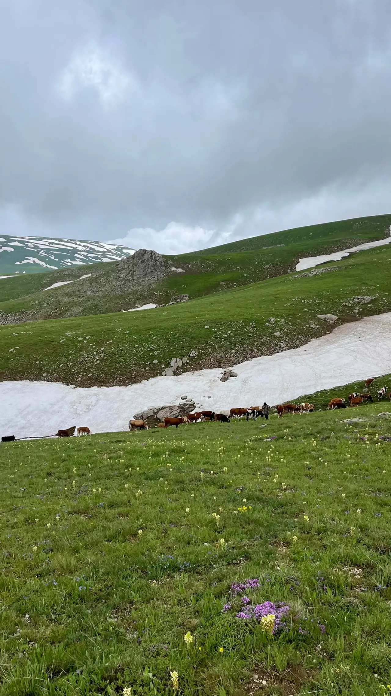 Çimen Dağı Eteklerinde Sarı Bahar: GÜDAK Cami Yurdu Yaylası'ndaydı 2