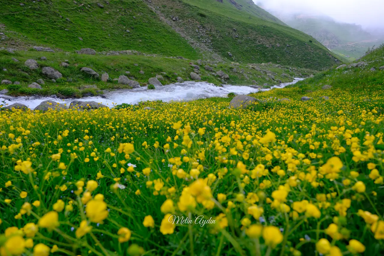 Görenler Alpler Sanıyor Ama Burası Gümüşhane! Gümüşhane'deki O Yayla Ziyaretçilerini Büyülüyor 3