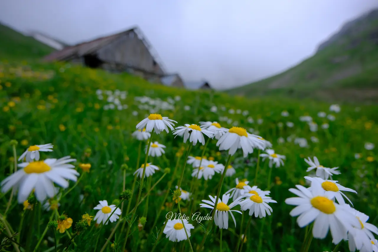 Görenler Alpler Sanıyor Ama Burası Gümüşhane! Gümüşhane'deki O Yayla Ziyaretçilerini Büyülüyor 2