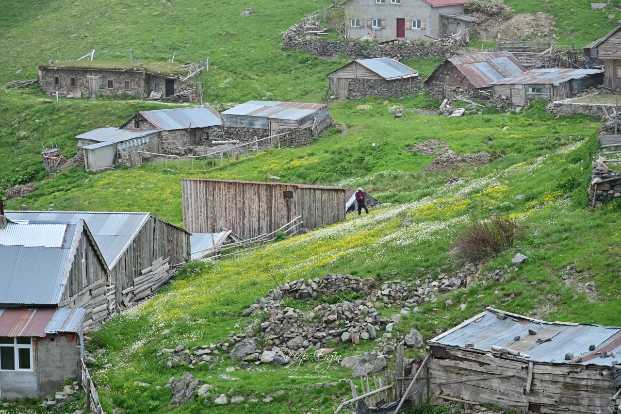Gümüşhane'nin Çatısında Görsel Şölen: Yılanlı Yaylası Papatyalarla Kaplandı 1