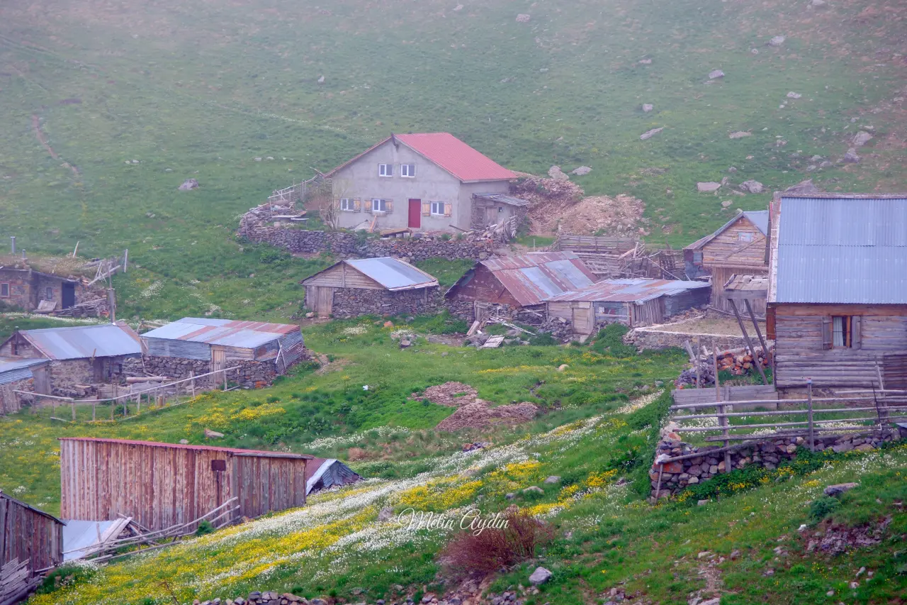 Gümüşhane'nin Çatısında Görsel Şölen: Yılanlı Yaylası Papatyalarla Kaplandı 20