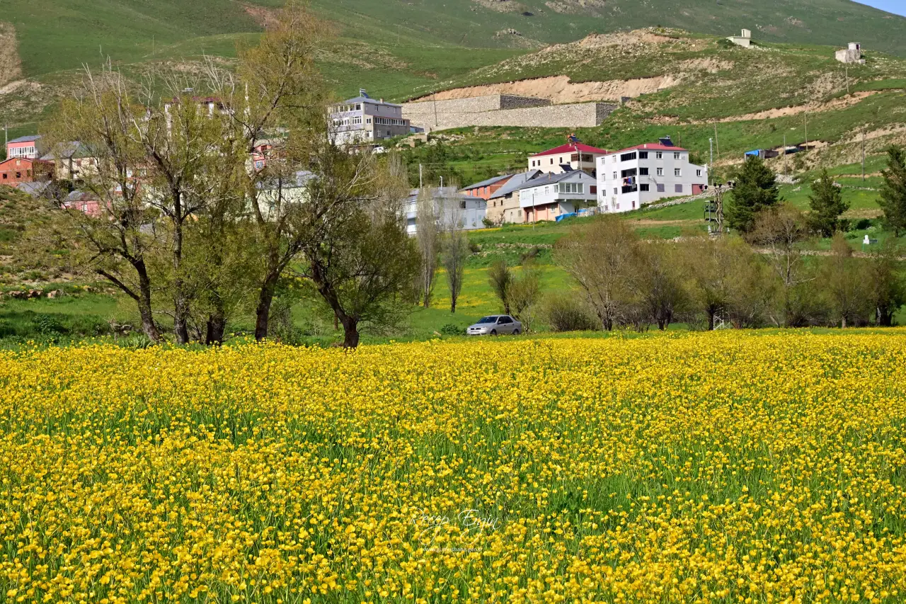 Sadece 20 Gün Sürüyor! Gümüşhane'deki O Vadi Görenleri Kendine Hayran Bırakıyor 19