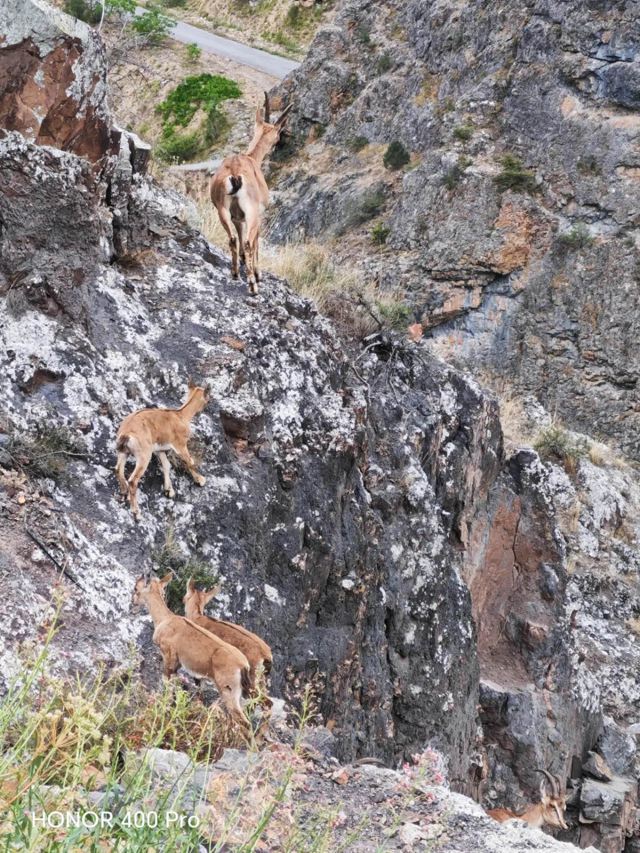 Gümüşhane Dağlarının Süsü Yaban Keçilerinin Sevimli Anları Kameralara Yansıdı 6