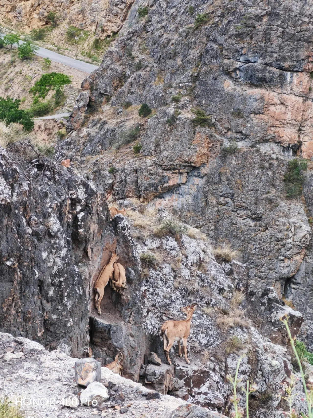Gümüşhane Dağlarının Süsü Yaban Keçilerinin Sevimli Anları Kameralara Yansıdı 1