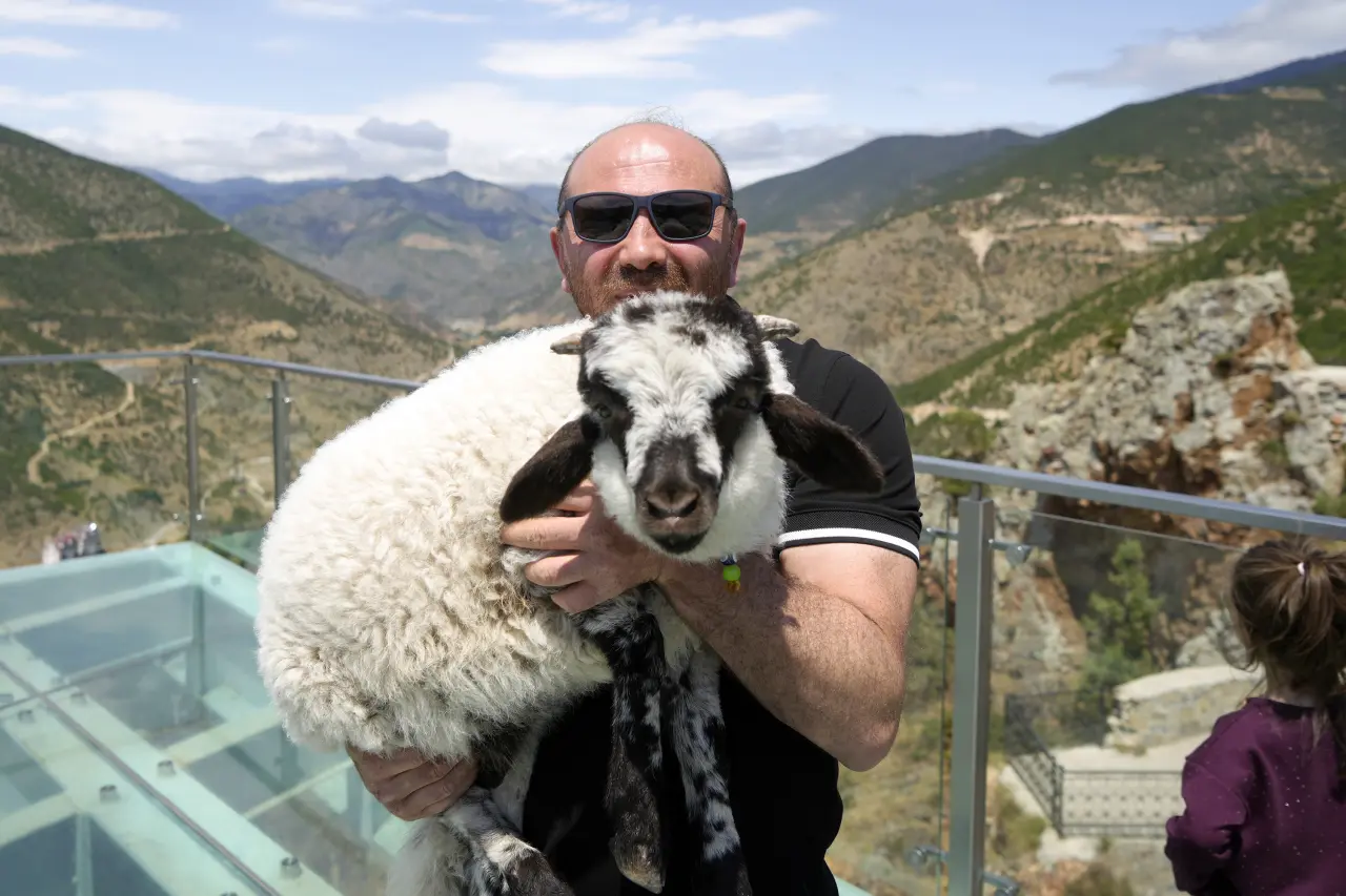 Gümüşhane'de Cam Terasta Gezen Kuzu Sosyal Medyanın Yeni Fenomeni Oldu 3