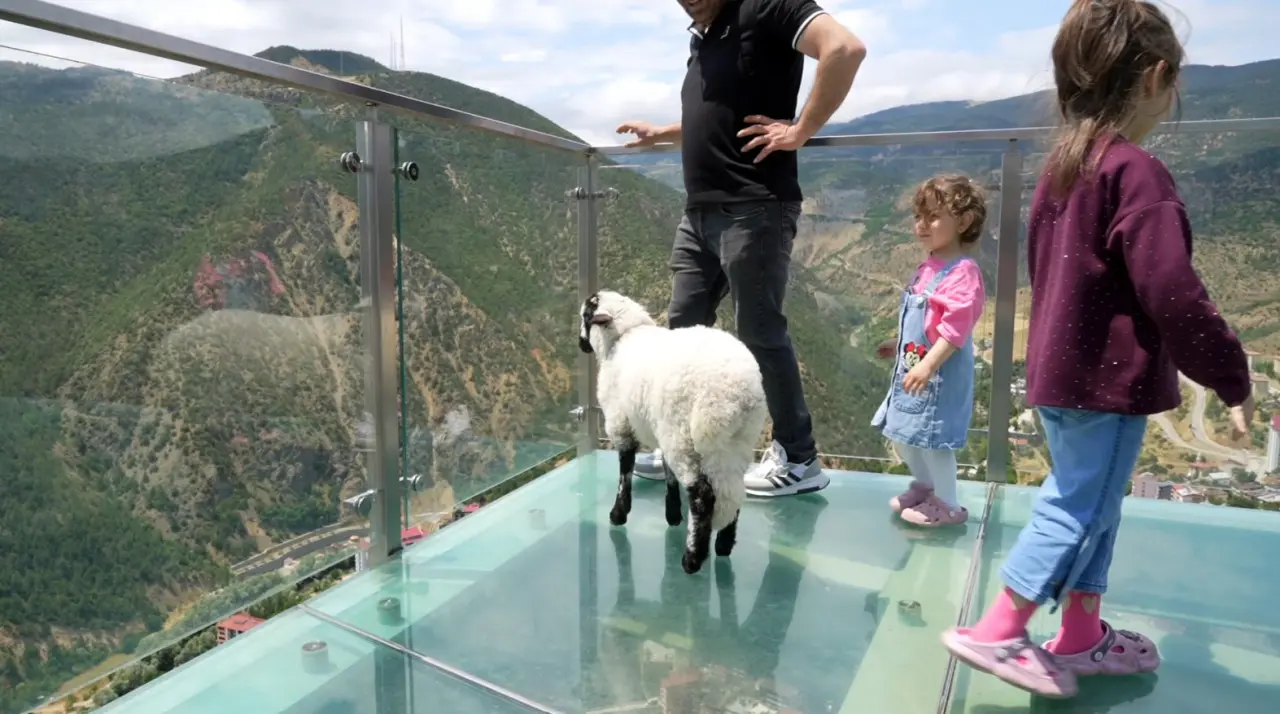 Gümüşhane'de Cam Terasta Gezen Kuzu Sosyal Medyanın Yeni Fenomeni Oldu 4