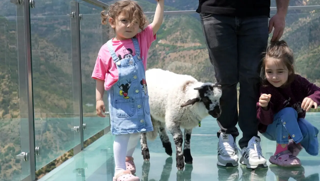 Gümüşhane'de Cam Terasta Gezen Kuzu Sosyal Medyanın Yeni Fenomeni Oldu 7