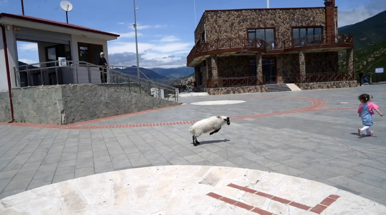 Gümüşhane'de Cam Terasta Gezen Kuzu Sosyal Medyanın Yeni Fenomeni Oldu 6