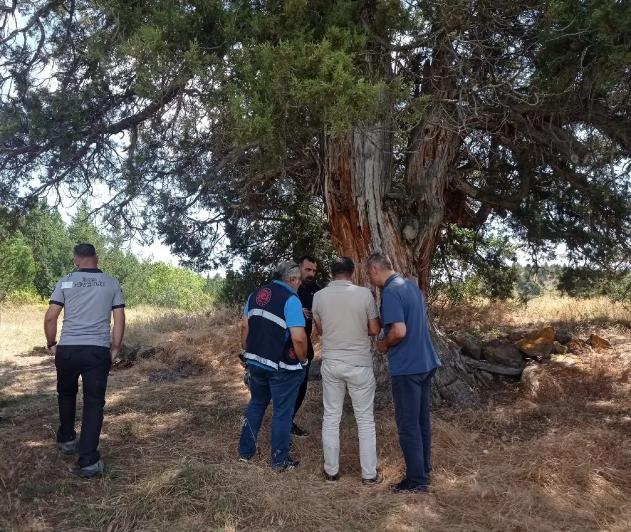 Gümüşhane’de Doğal Miras İçin Dev Adım: 6 Yeni Anıt Ağaç Yolda 4