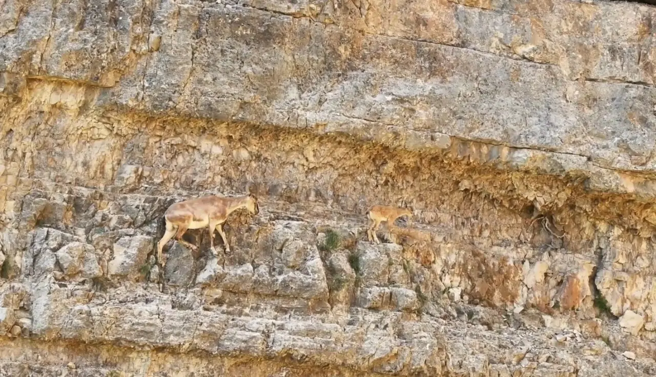 Gümüşhane’nin Sarp Kayalıklarında Yaşam Dersi: Minik Yavru Pes Etmedi! 1