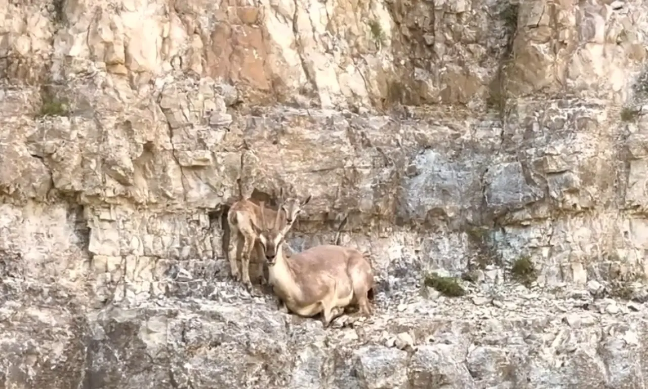 Gümüşhane’nin Sarp Kayalıklarında Yaşam Dersi: Minik Yavru Pes Etmedi! 2