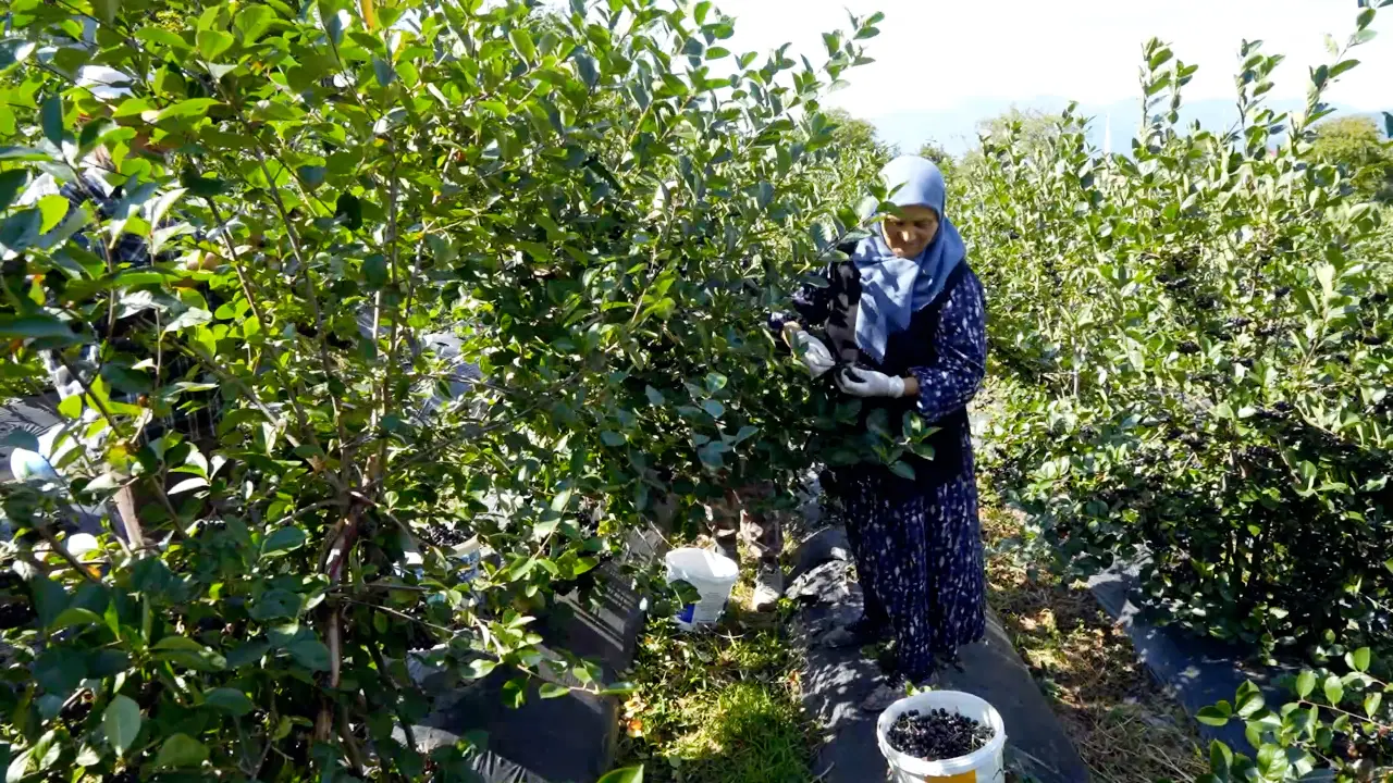 Kürtün’ün "Süper Meyvesi" Aronyada Hasat Bereketi Yaşandı 11