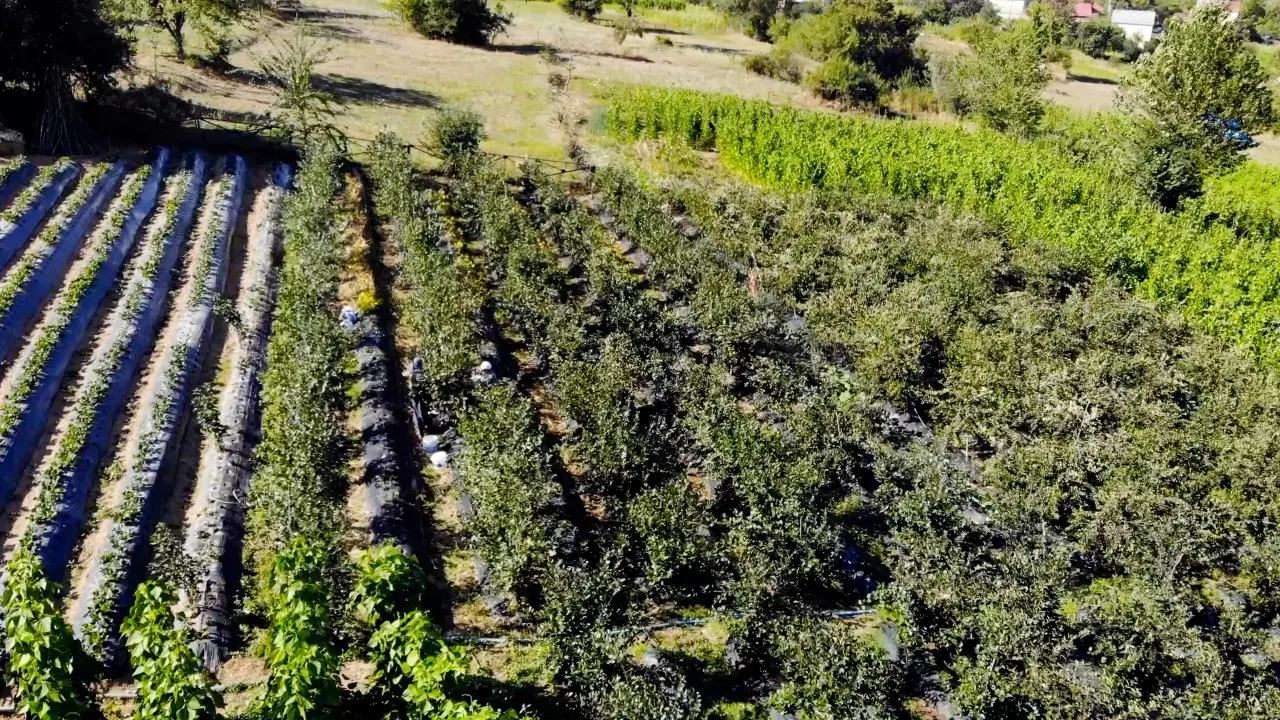 Kürtün’ün "Süper Meyvesi" Aronyada Hasat Bereketi Yaşandı 3