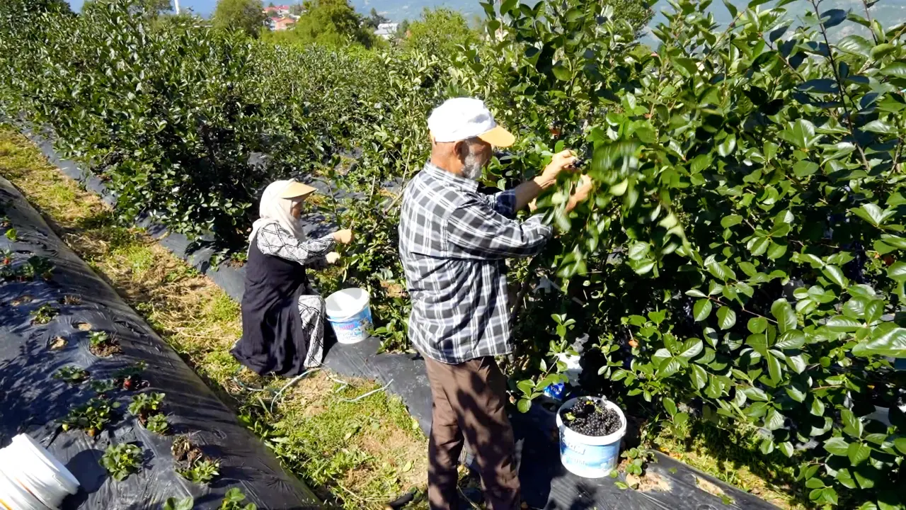 Kürtün’ün "Süper Meyvesi" Aronyada Hasat Bereketi Yaşandı 14
