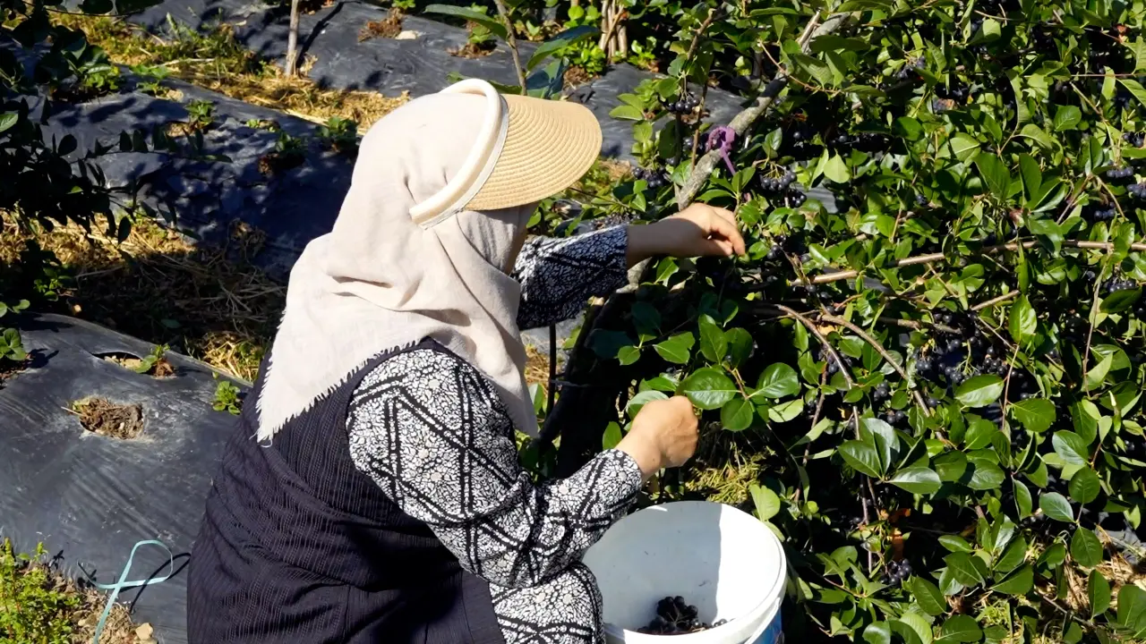 Kürtün’ün "Süper Meyvesi" Aronyada Hasat Bereketi Yaşandı 15