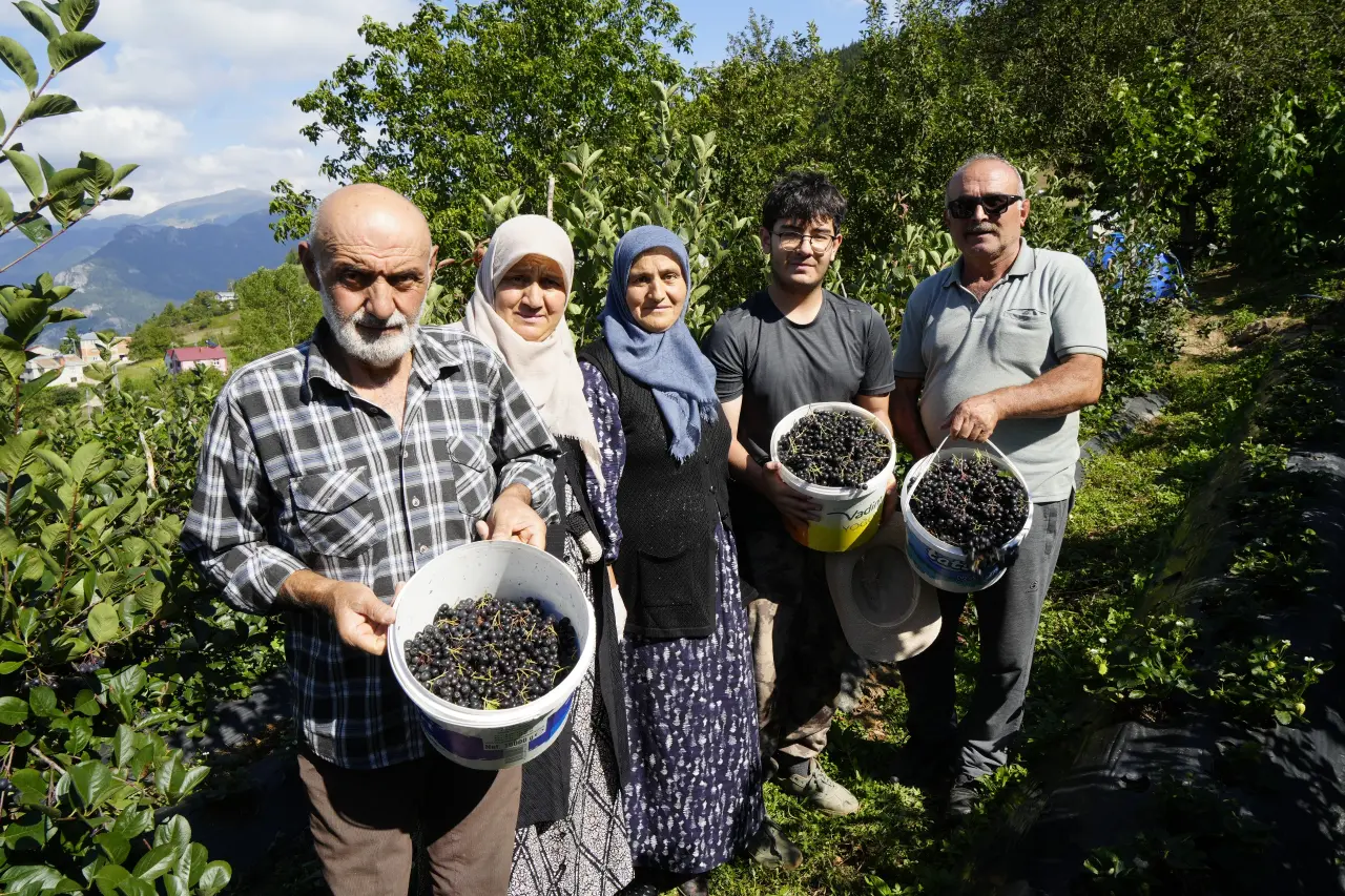 Kürtün’ün "Süper Meyvesi" Aronyada Hasat Bereketi Yaşandı 22