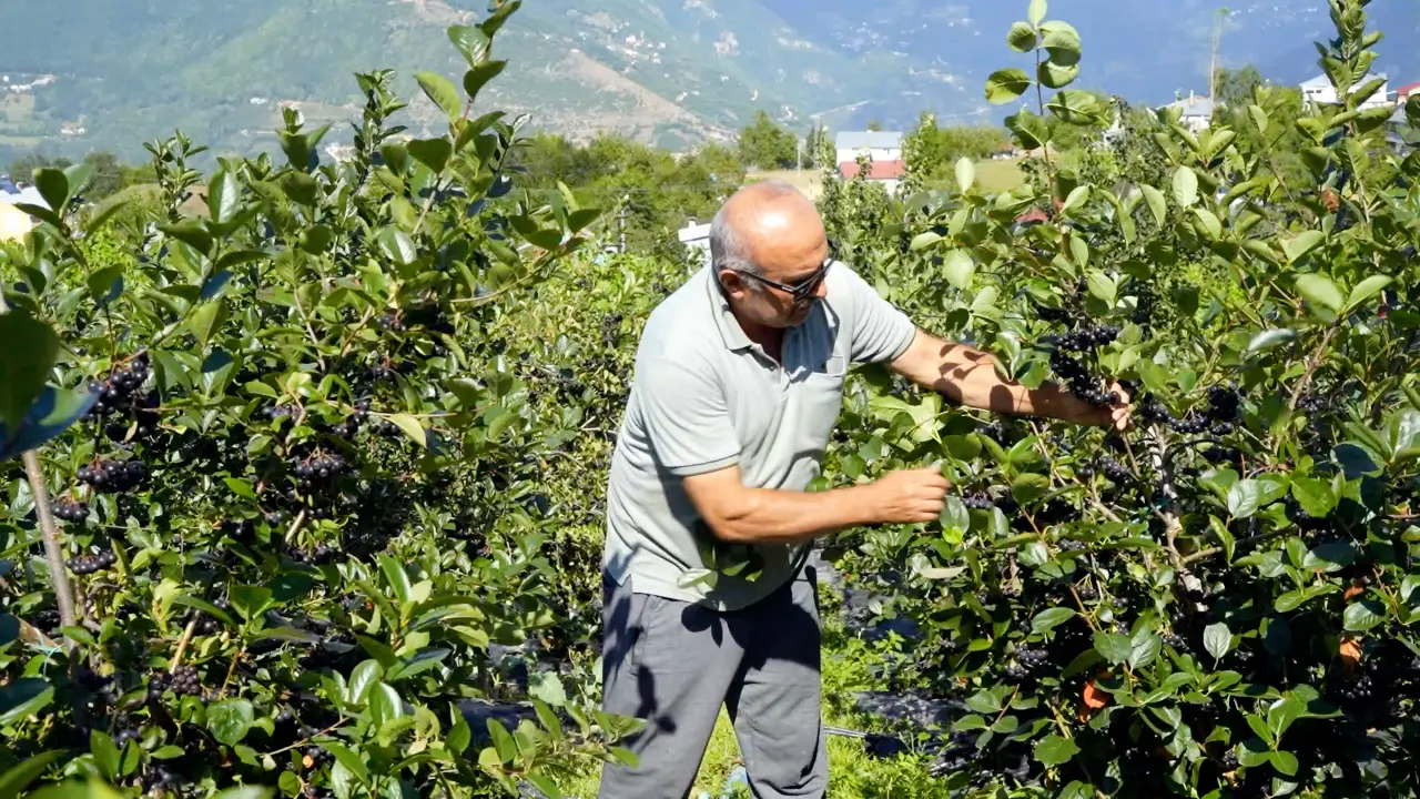 Kürtün’ün "Süper Meyvesi" Aronyada Hasat Bereketi Yaşandı 18