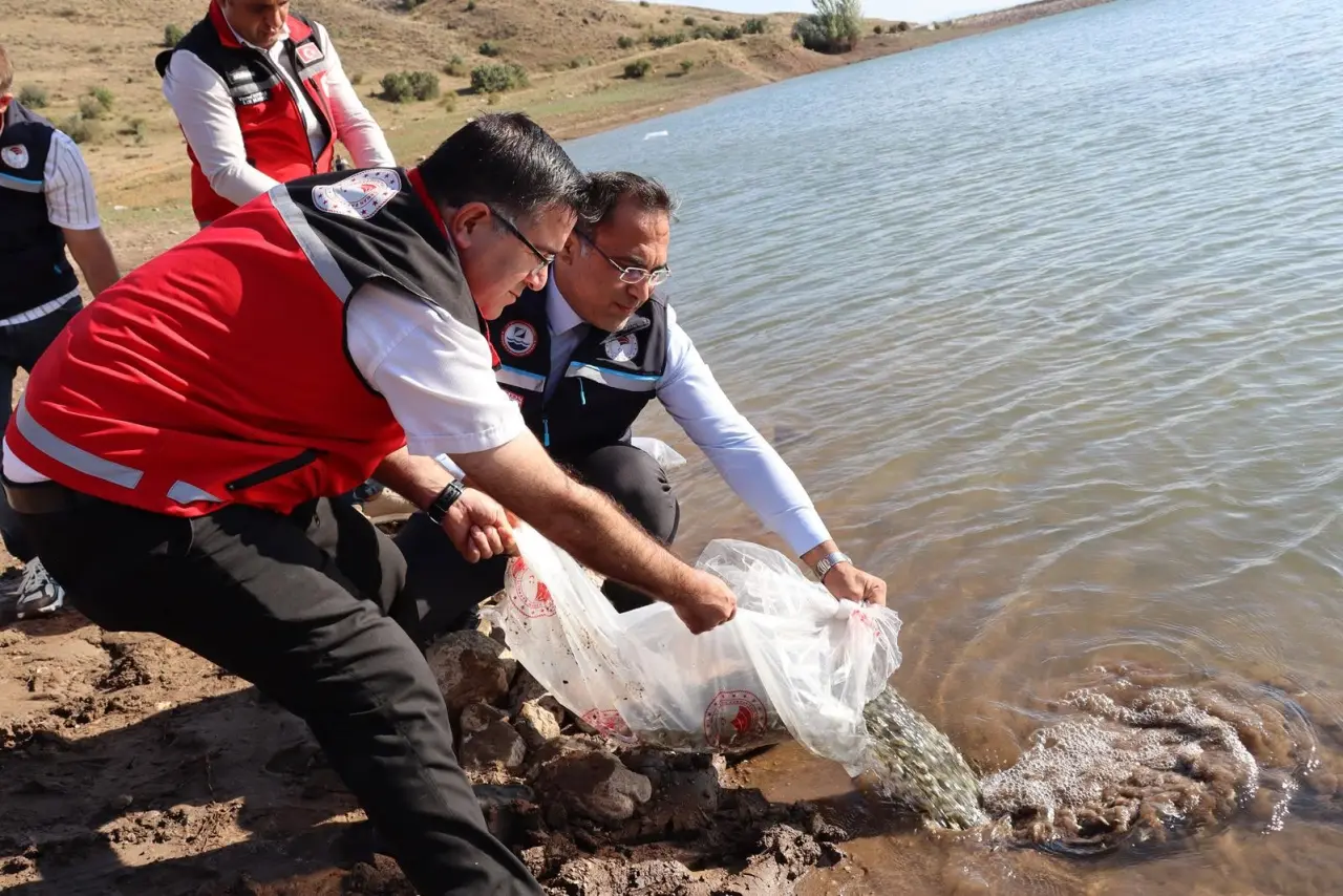 Gümüşhane Baraj ve Göletlerine 257 Bin Sazan Yavrusu Bırakıldı 3