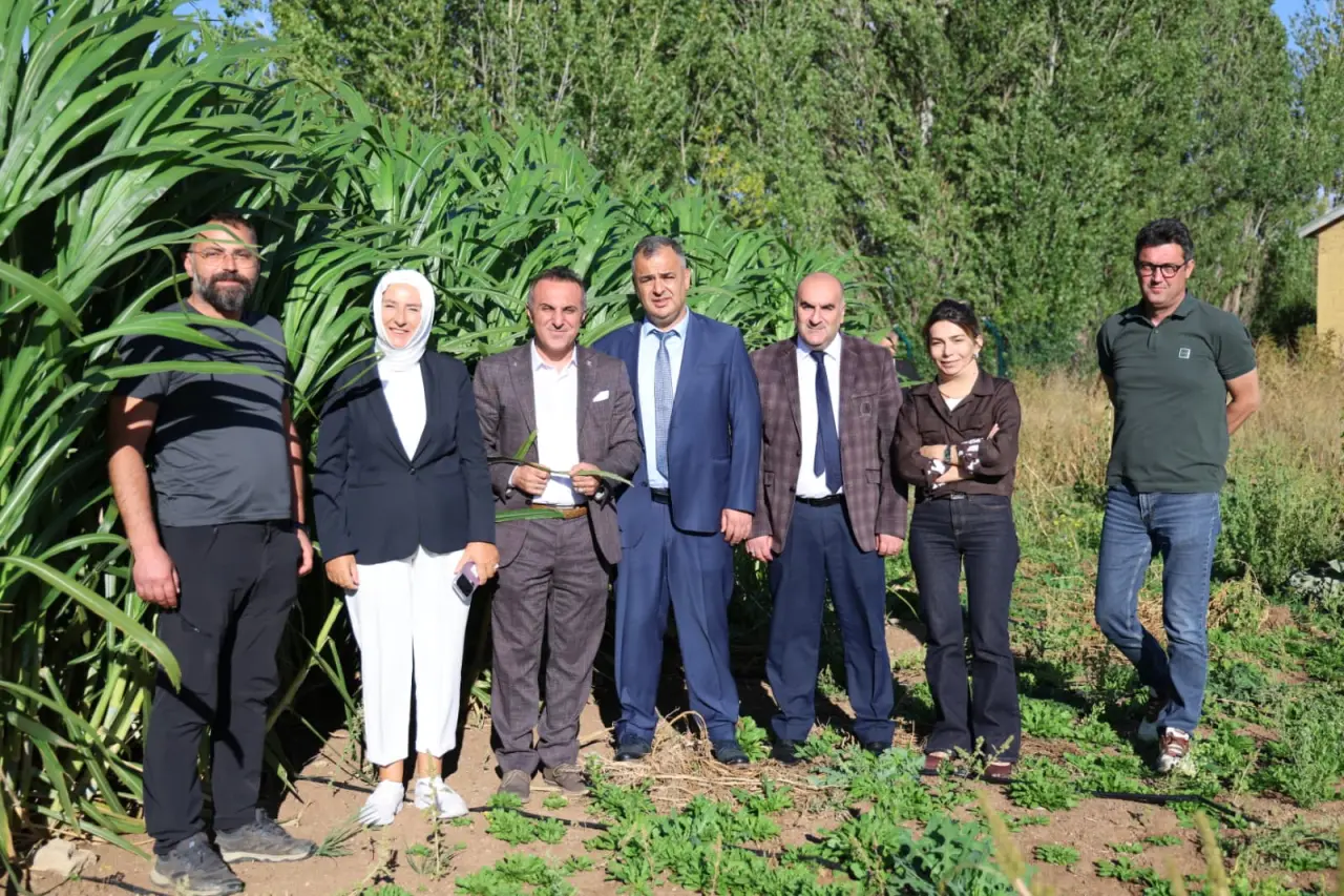 Gümüşhane Üniversitesi’nden Bölge Hayvancılığına Alternatif Kaba Yem Hazırlığı: Fil Otu 1