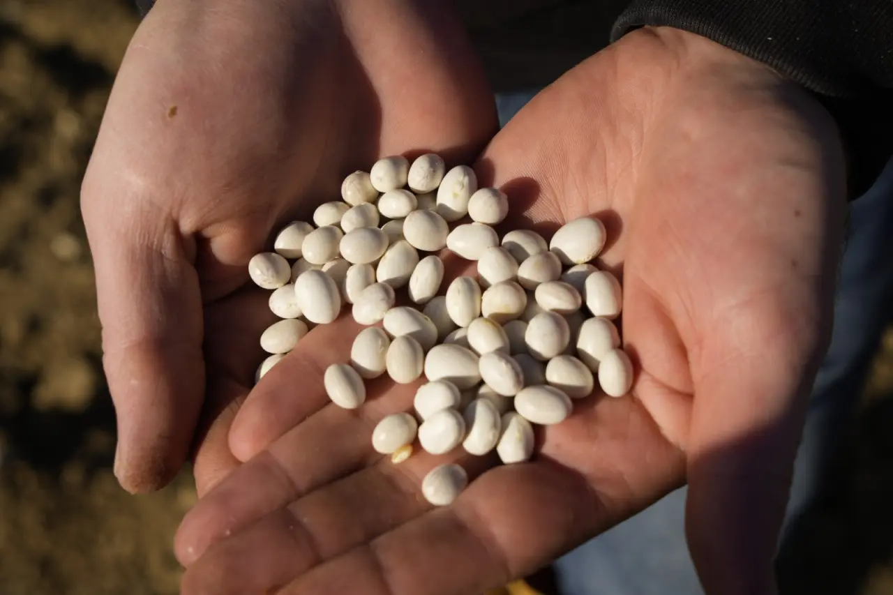 Guinness Rekorlu Kelkit Şeker Fasulyesinde Hasat Zamanı 1