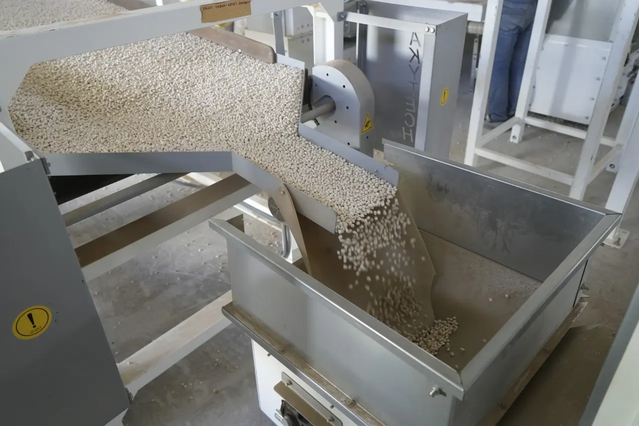 Guinness Rekorlu Kelkit Şeker Fasulyesinde Hasat Zamanı 8