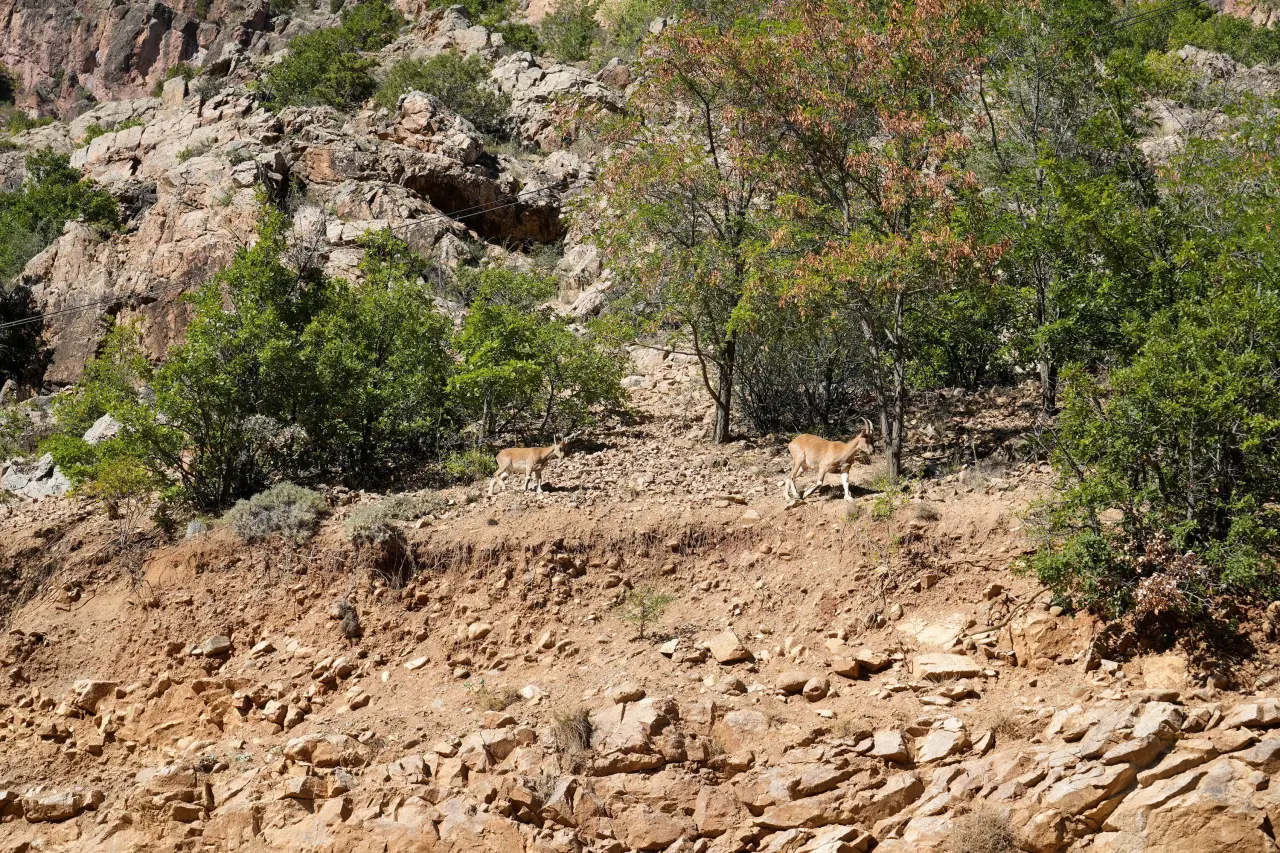 Gümüşhane'de Yaban Keçileri Yol Kenarında Sürü Halinde Görüntülendi 2